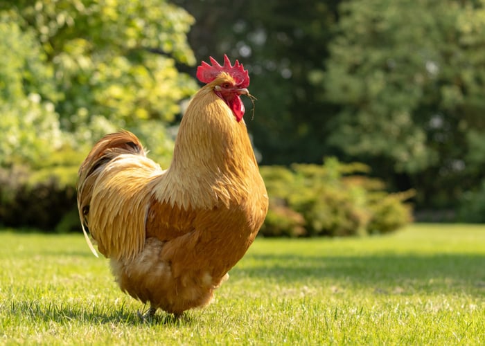 Best chicken breeds for city- Buff Orpington