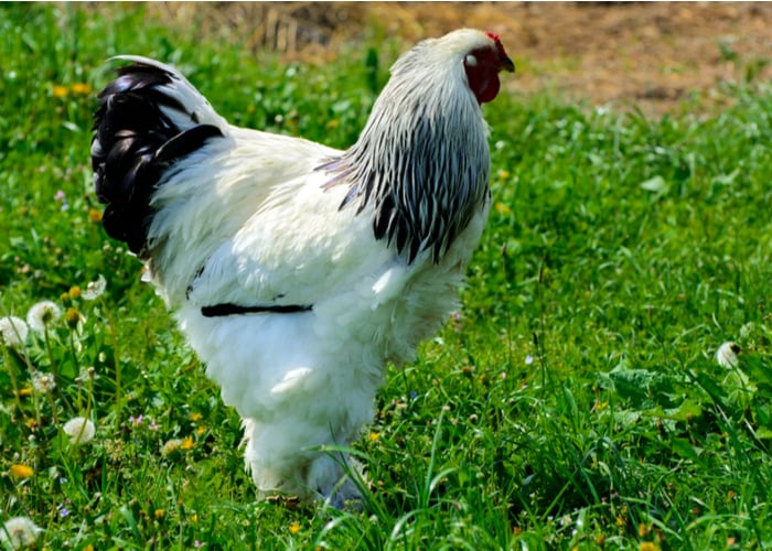 Best chicken breeds for confinement- Brahma chicken