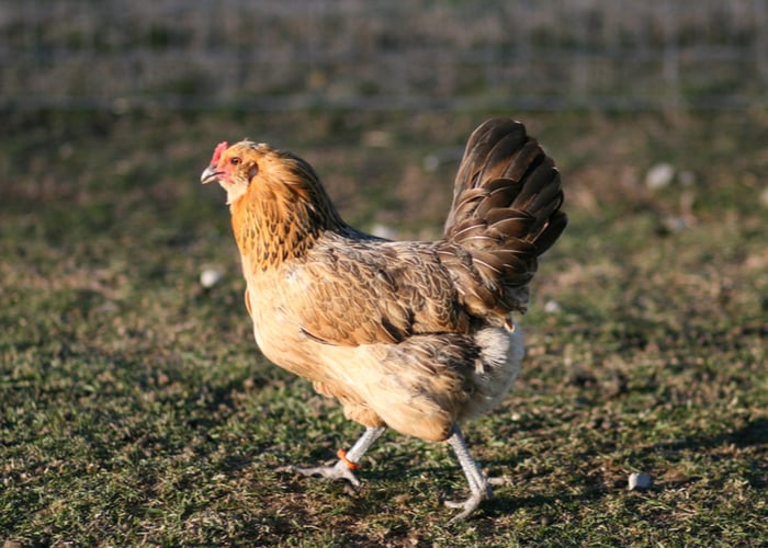 Best chicken breeds for indoors - Easter Egger