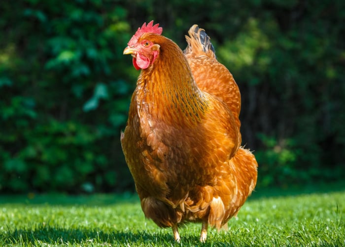 Best urban chicken breeds- New Hampshire