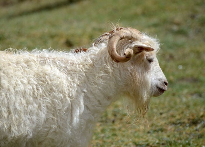 Changthangi long haired goat breeds