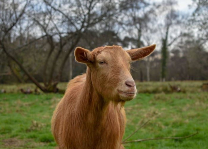 Golden guernsey long haired goat breed