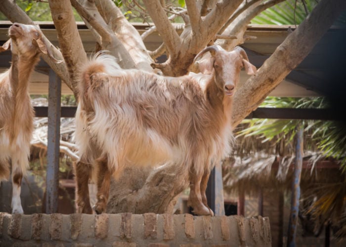 Messinese long haired goat breeds