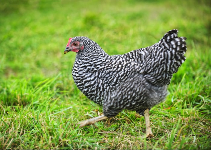 Most friendly chickens for confinement- Barred Rock Chicken