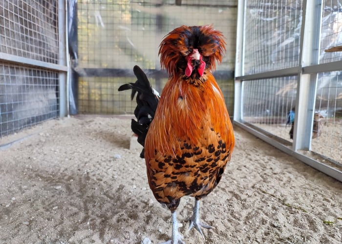 Polish chicken breed in confinement