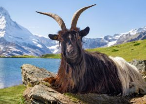 Valais blackneck weird goat breeds