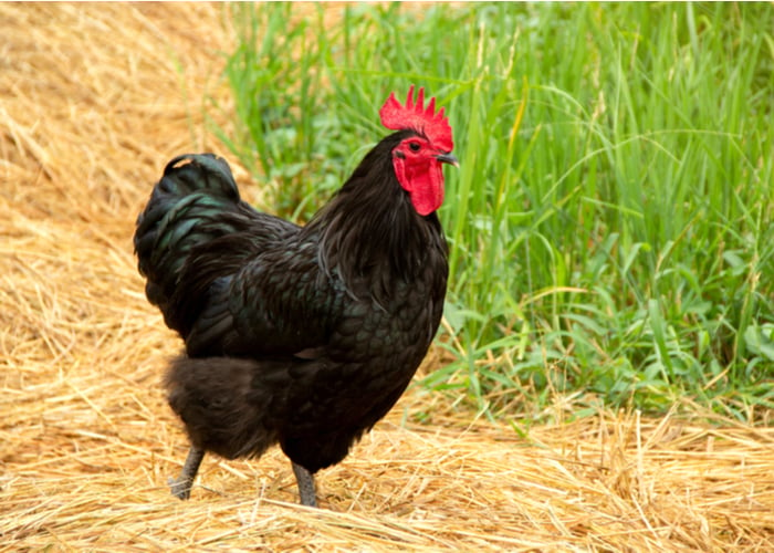 最适合城市养殖的鸡-澳洲鸡