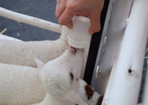 bottle feeding a kid - how to care for baby goats