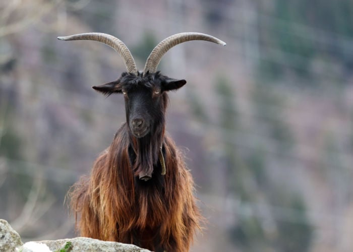 orobica long haired goat breeds