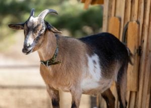 Mini Alpine - weird goat breeds