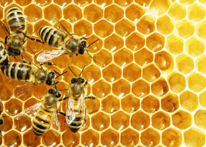 Best Bees for Your Garden honey bees