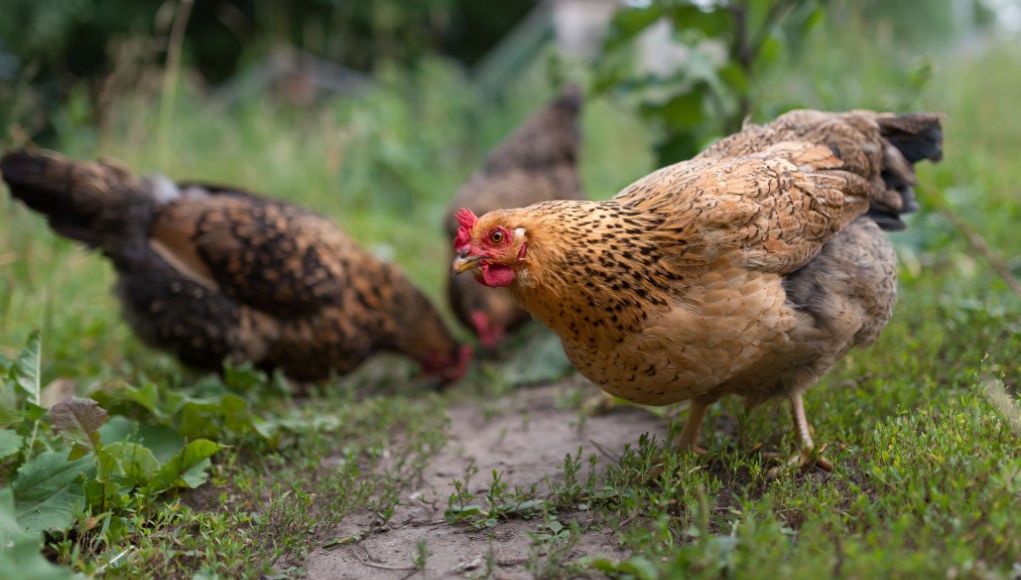 chickens foraging bugs and insects