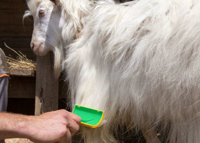 cashmere goat grooming