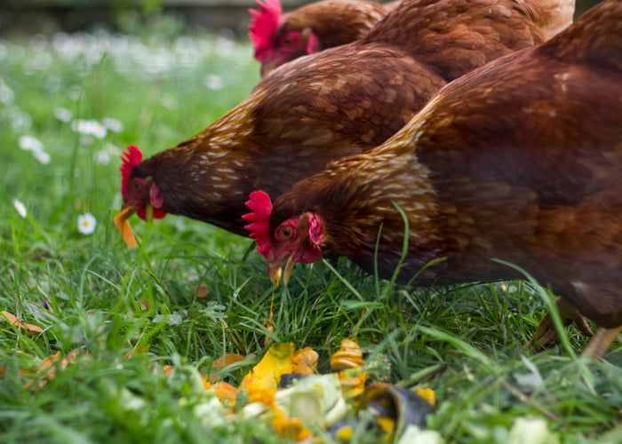 best chicken breeds for foraging featured image