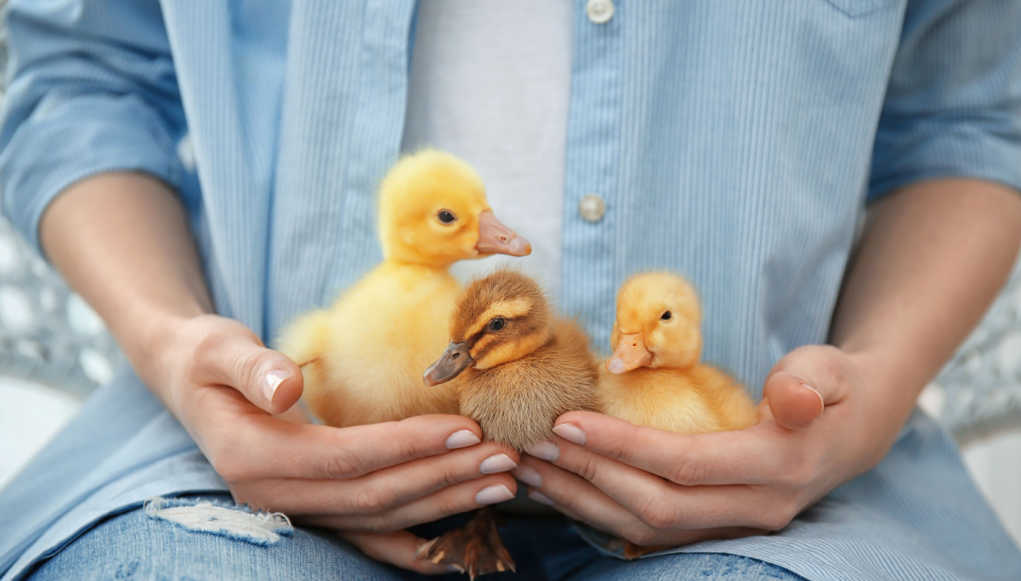 Do Ducks Recognize Their Owners