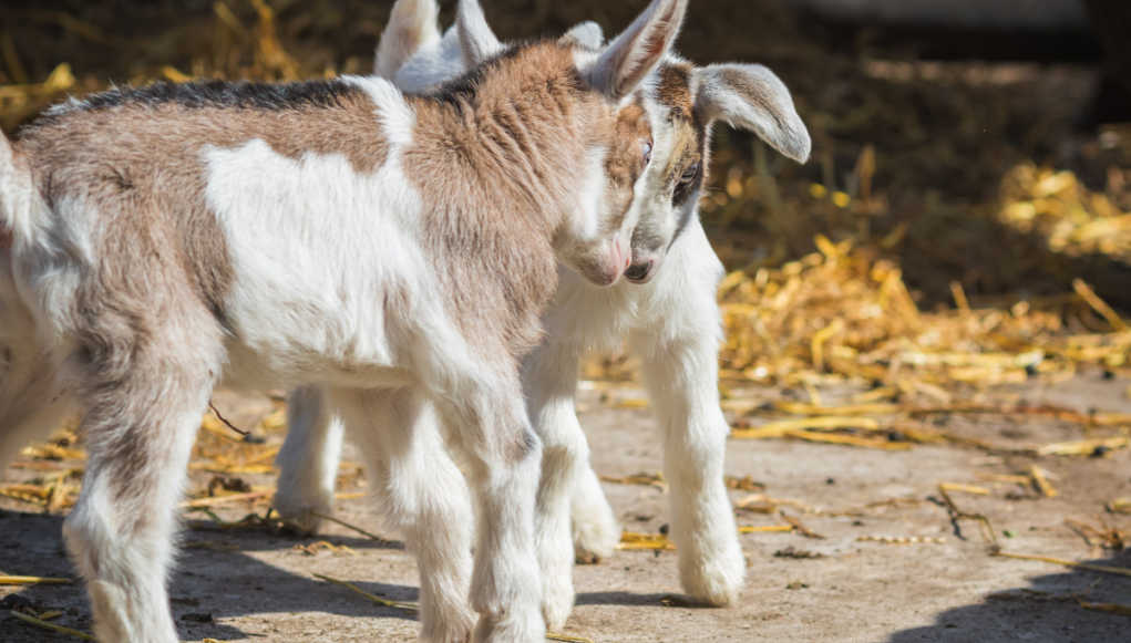 Headbutting in Goats_ Meaning and What To Do