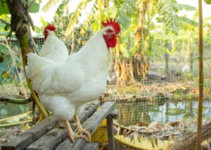 Rhode Island White - best chicken breed for brown eggs