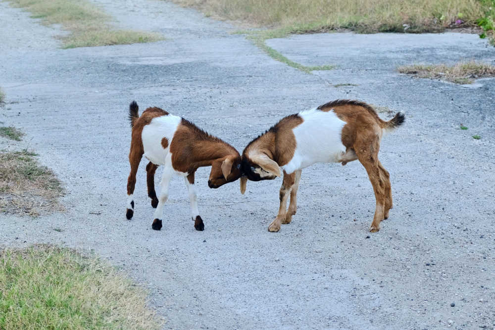 Young goats headbutting and playing
