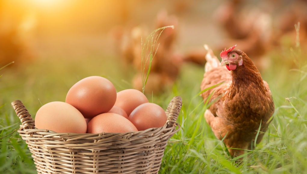 best-chicken-breeds-for-brown-eggs