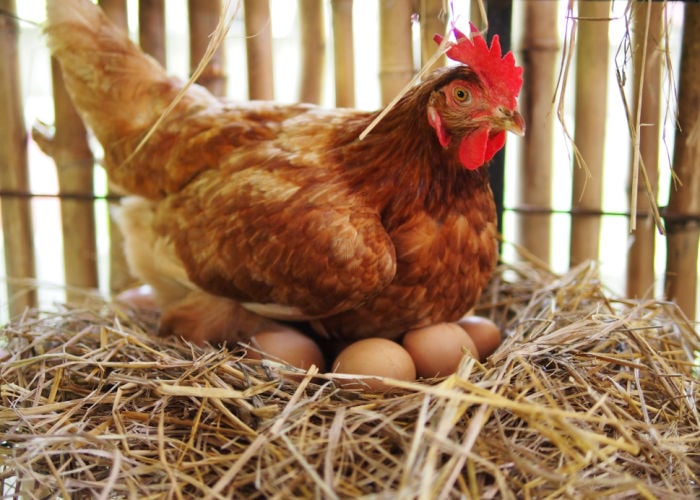 best-chicken-breeds-for-business-hen-brooding-on-eggs