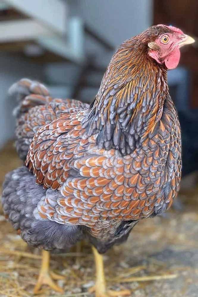 blue laced gold wyandotte chicken