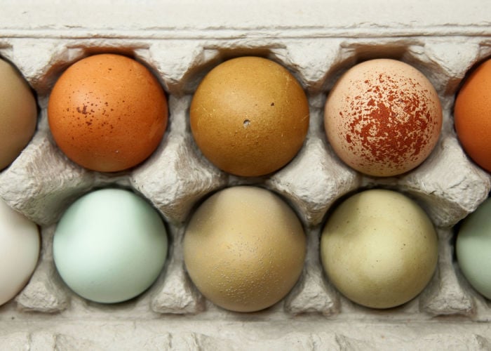 different-color-chicken-eggs