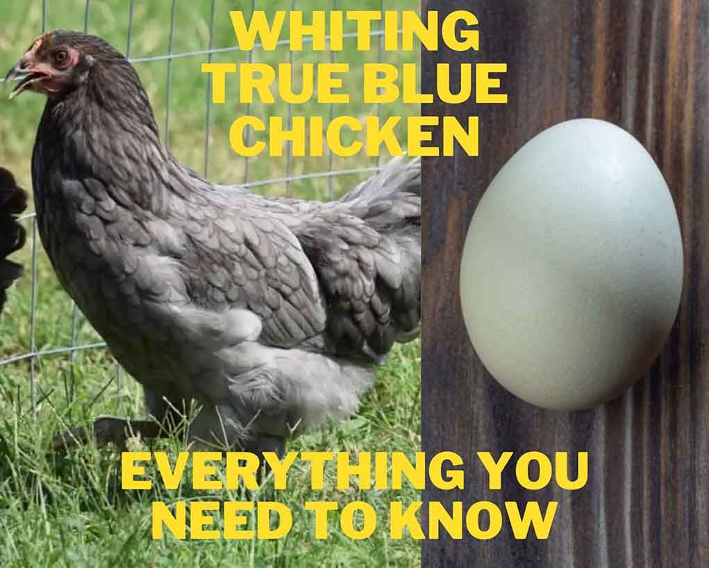 whiting true blue chicken breed
