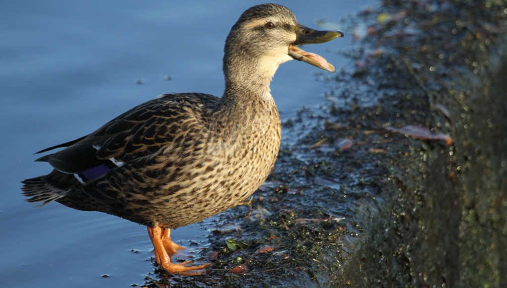 Are Ducks Noisy?