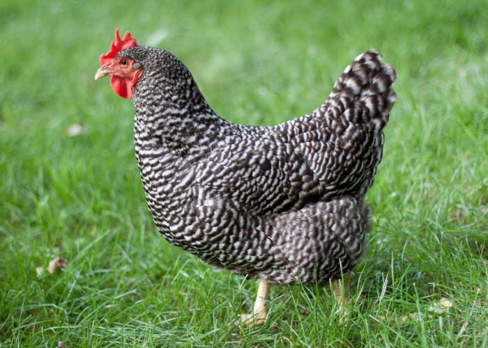 菲律宾最好的鸡品种-条纹普利茅斯岩