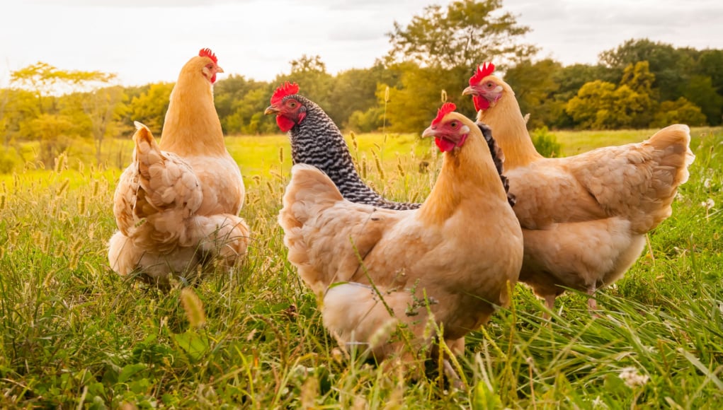 Spring Chicken Checklist - Chickens enjoying the grass and the sun