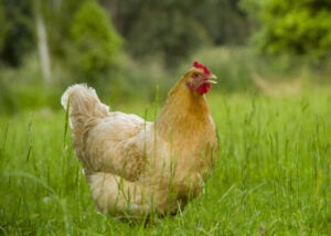 澳大利亚最好的鸡品种:科钦鸡