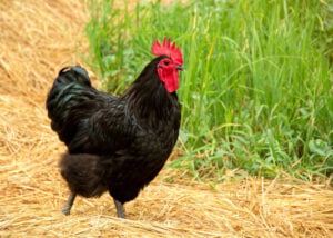 最适合澳大利亚的鸡品种:澳洲鸡
