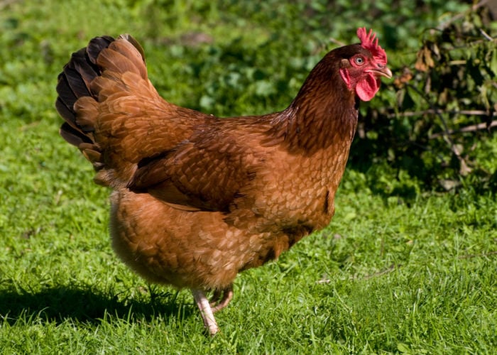 Best chicken breeds in new zealand- Rhode Island Red