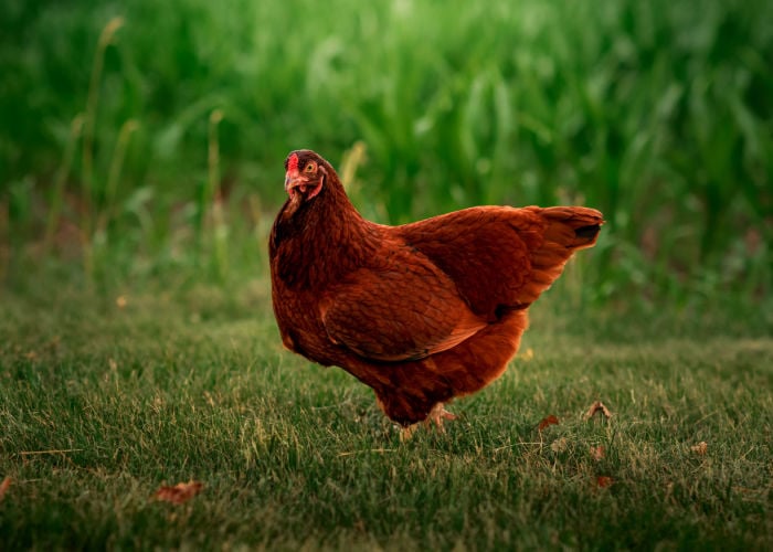 Best chicken breeds in new zealand for meat- Buckeye