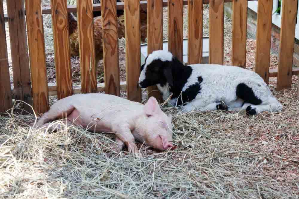 Can Goats and Pigs Make Each Other Sick?