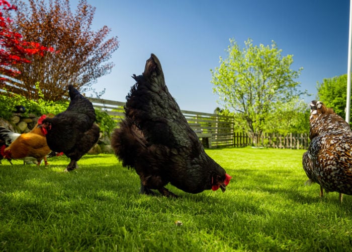 Chicken breeds in new zealand- Croad Langshan