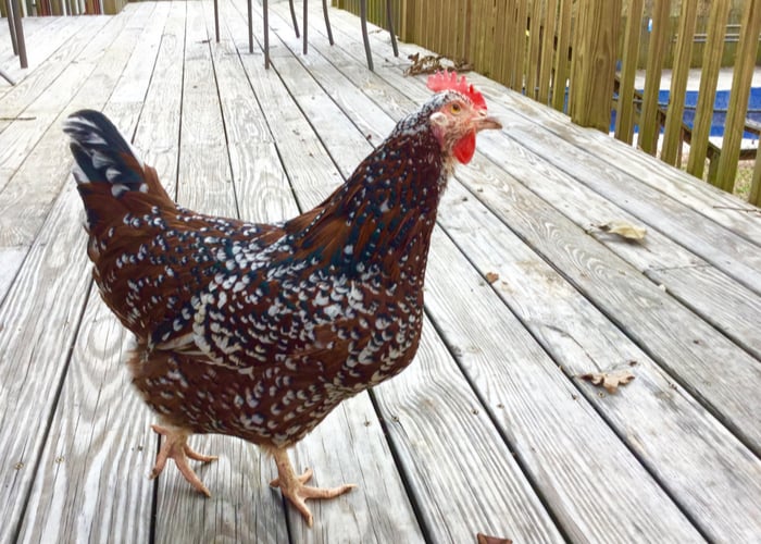Chicken breeds in new zealand- Speckled Sussex