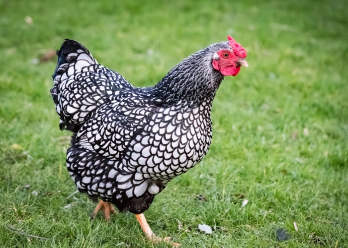Chicken breeds in new zealand- Wyandotte