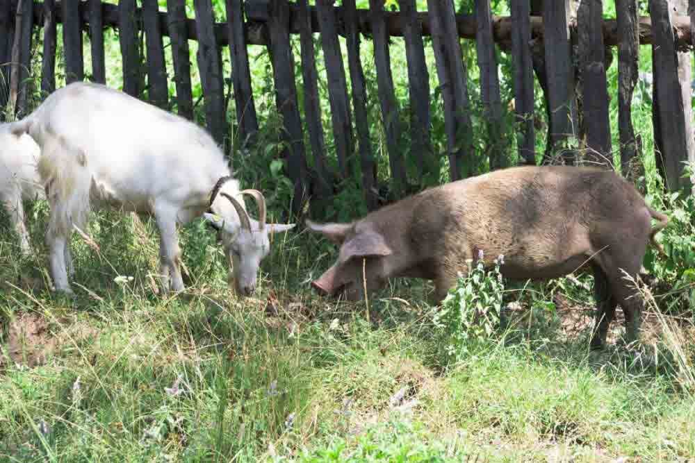 Fencing Needs for Pigs and Goats