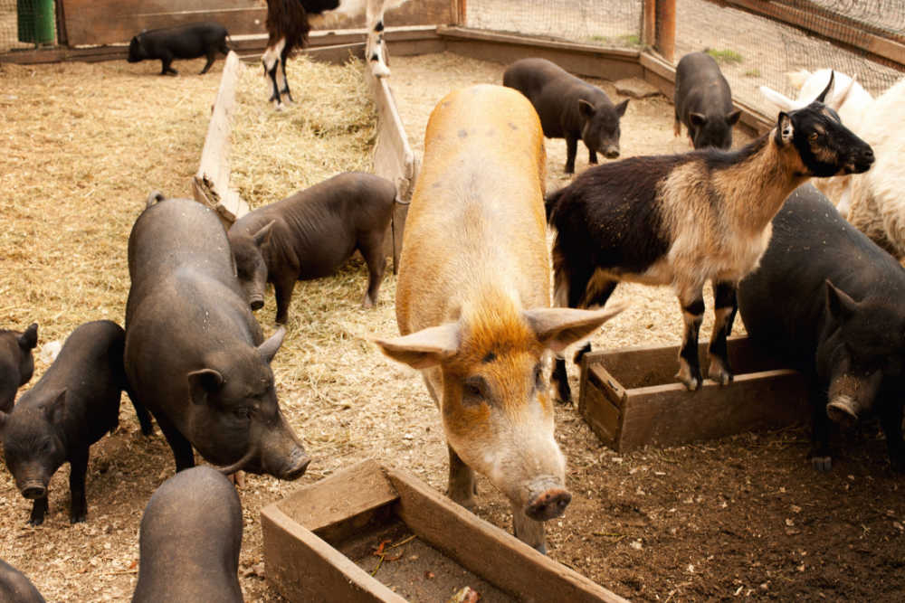 How To Pasture Pigs and Goats Together