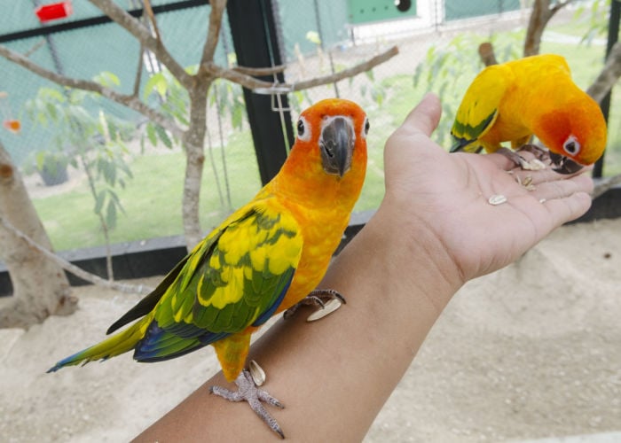 How to introduce birds to each other: Give treats
