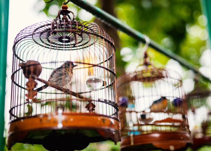 How to introduce new birds to a flock: Move the cages closer