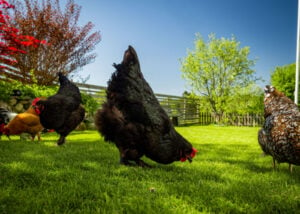 澳大利亚流行的鸡品种:克朗山