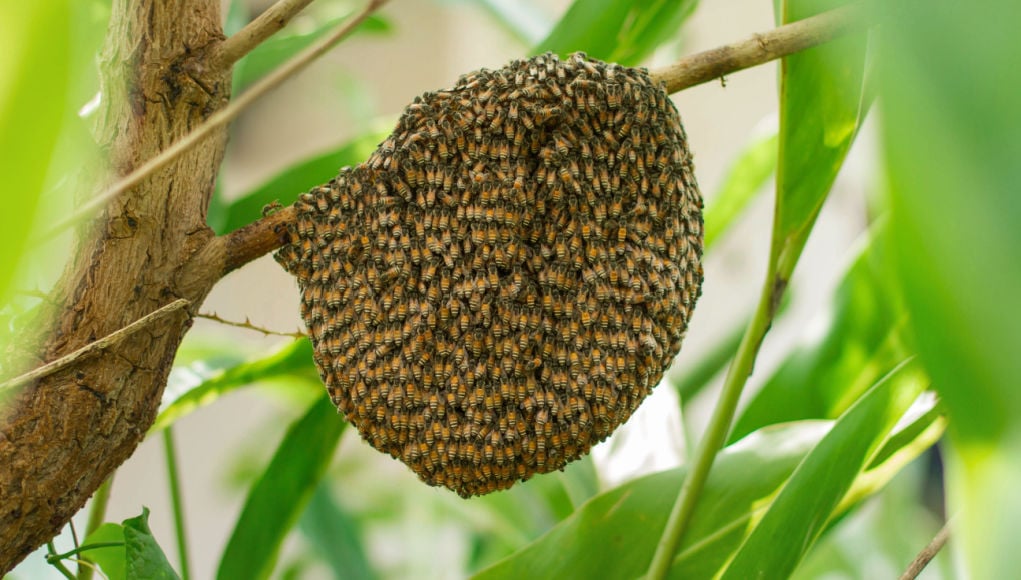 蜜蜂nest in the garden