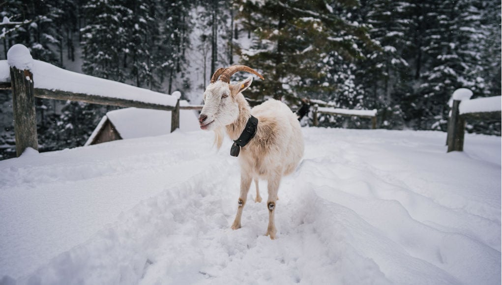 best goat breeds for winter