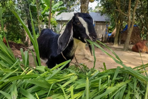 黑色的孟加拉山羊在吃草