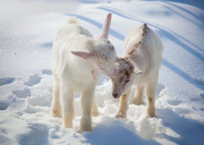 goat breeds for winter