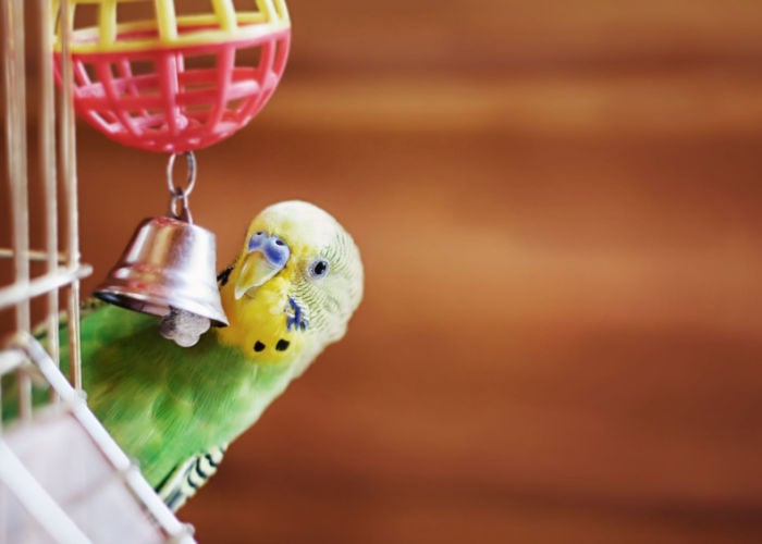 how often should you let your bird out of the cage