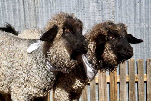 pygora goats