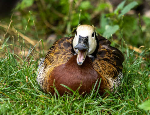 whistling duck quacking